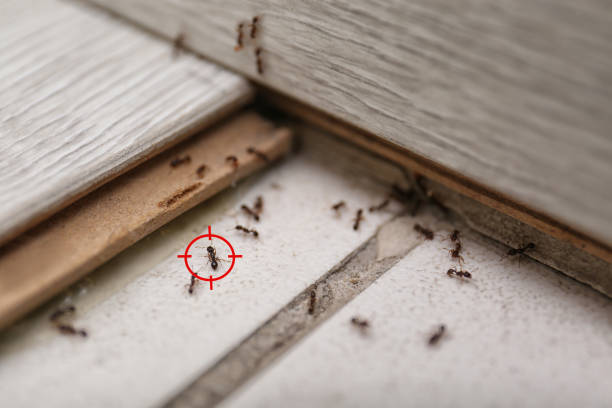Spider Control Near Me in Louisville, OH